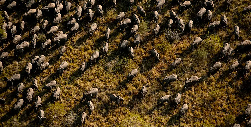 Elefanten-Notruf: Jetzt die Wildtierhändler aufhalten!
