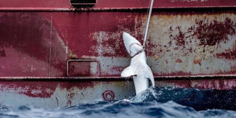  Stop au massacre des requins!
