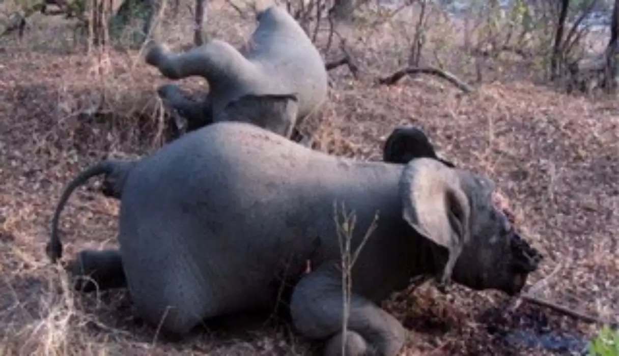 Επείγον: Σταματήστε τώρα τους λαθρέμπορους ελεφαντόδοντου!