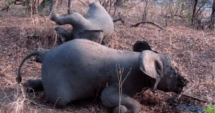 Elephant emergency: Stop wildlife traffickers now!