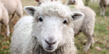🇬🇧 Stop animal suffering - ban live exports
