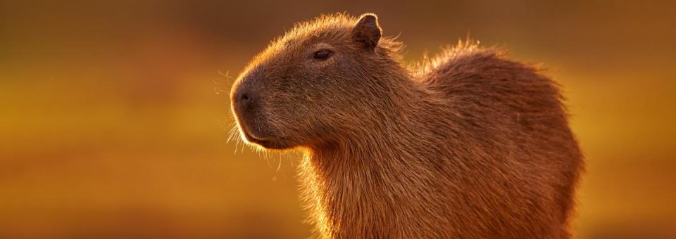 Capybaras need you