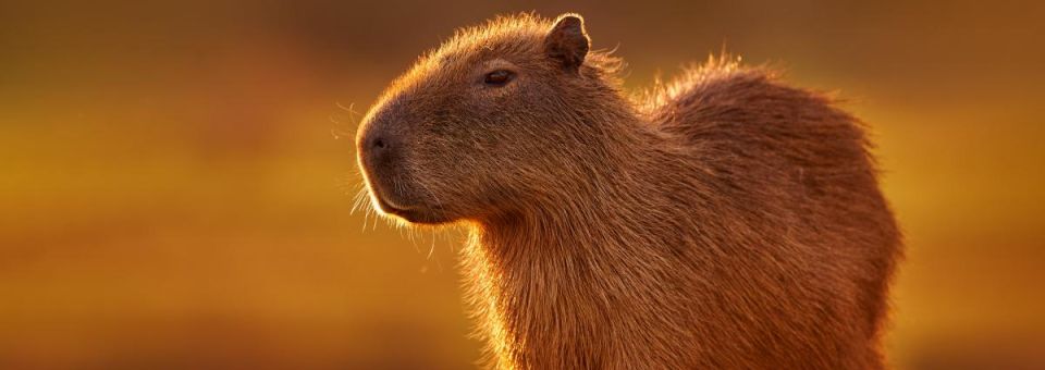 Save the capybaras