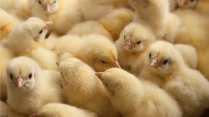 Stop funding the Horror Farms