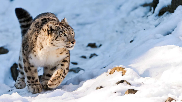 Hands off this Himalayan snow leopard home!