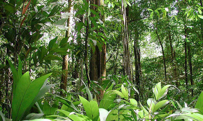 The Lungs of the Planet