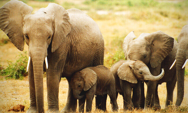 Stopping the Elephant Slaughter
