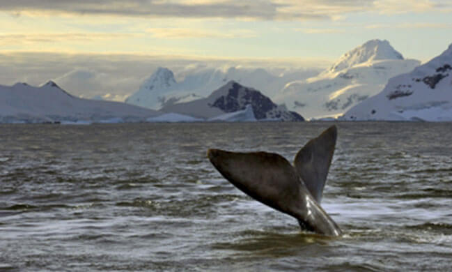 Préserver un paradis antarctique