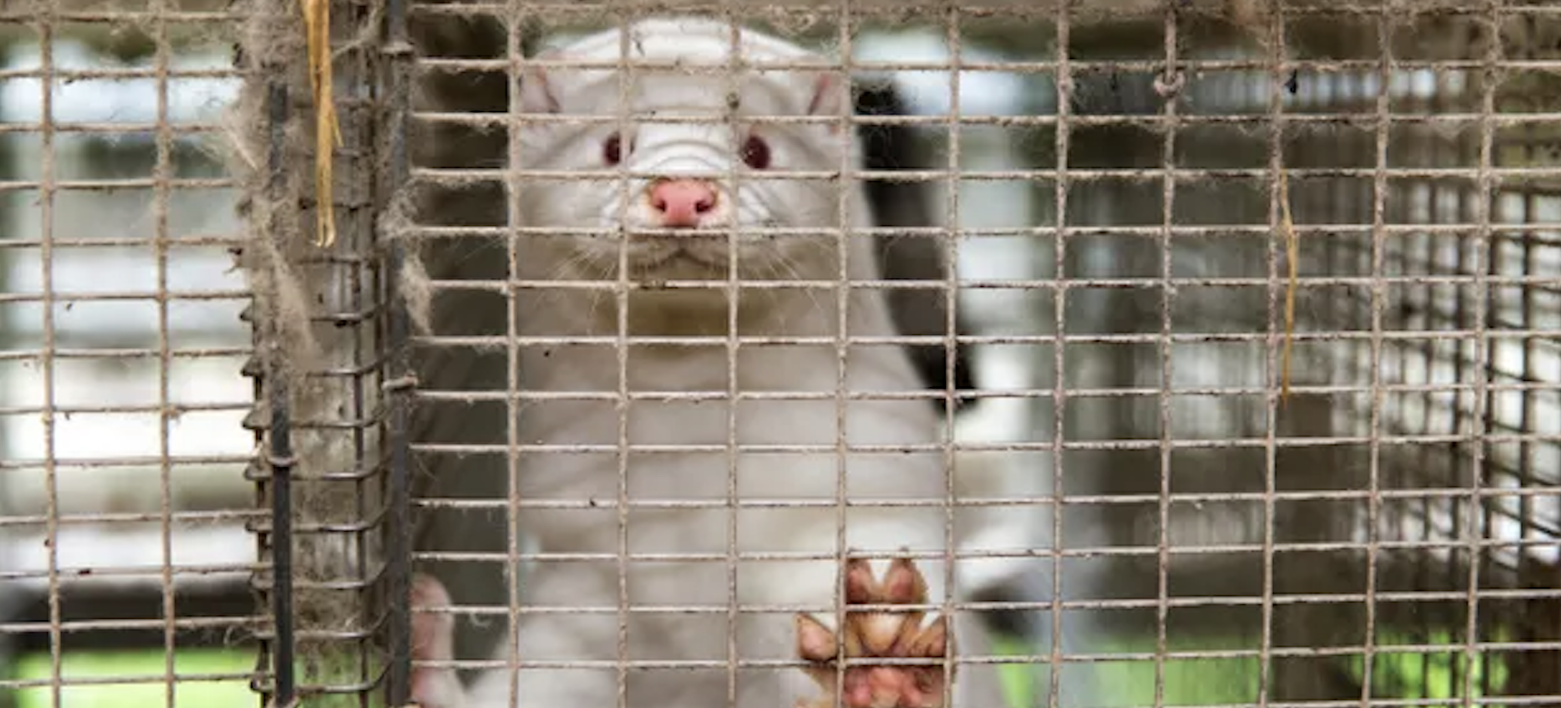EU: BAN FUR FARMS NOW!<br>JOIN THE EUROPEAN CITIZENS' INITIATIVE.