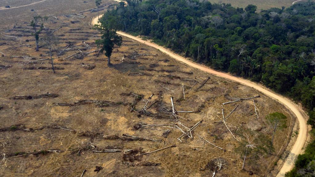 15% of the Amazon has been deforested.