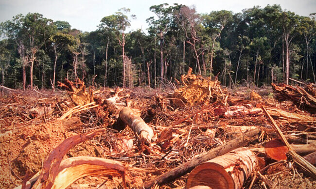 Impedindo o Massacre da Motosserra na Amazônia