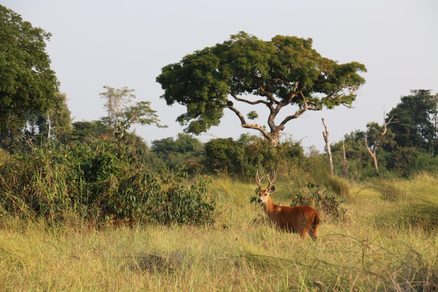 Parts of the Amazon will start turning to degraded wasteland in 20 years.