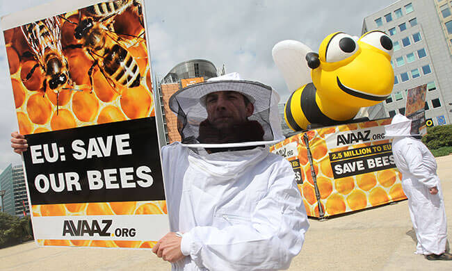 A Victory for Bees in Europe!
