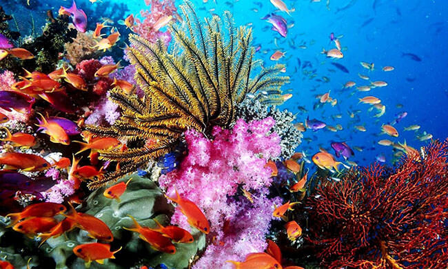 Protegiendo el Mar de Coral