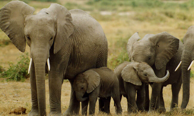 Protecting endangered Elephants