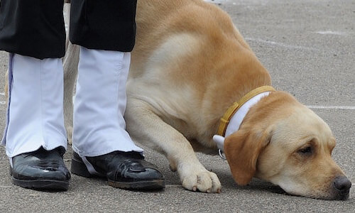 Salvati gli animali dell'esercito indiano