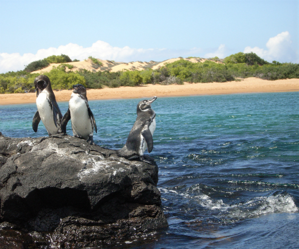 Penguin Geography Map