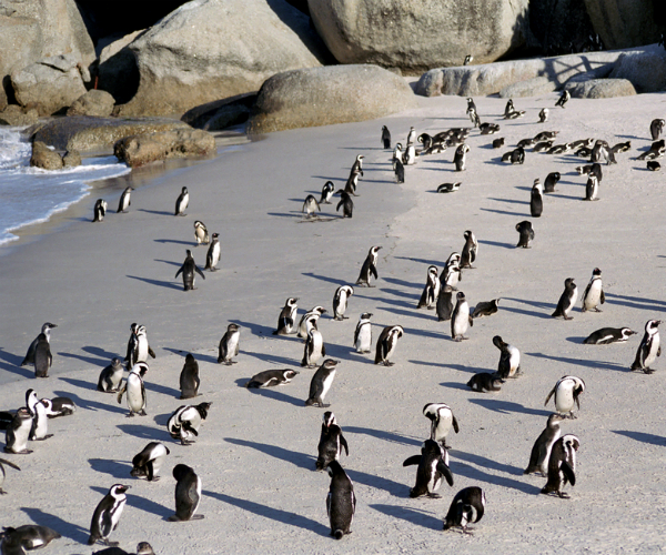 Penguin Geography Map