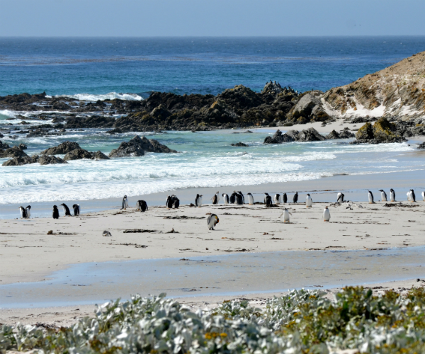 Penguin Geography Map
