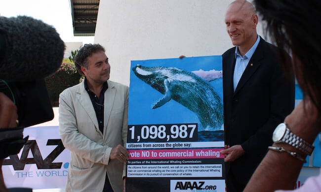 Victoire pour les baleines!