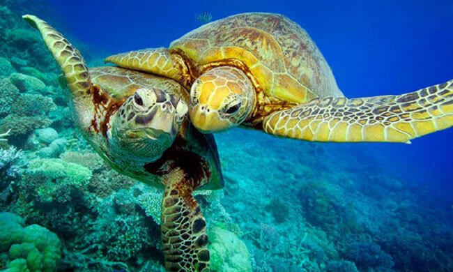 Het grootste beschermde natuurgebied op aarde creëren