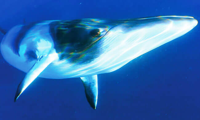 Stopping the fin whale slaughter