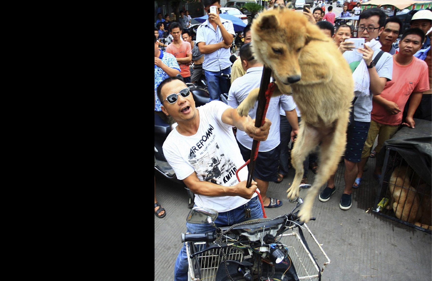 yulin-dog-meat